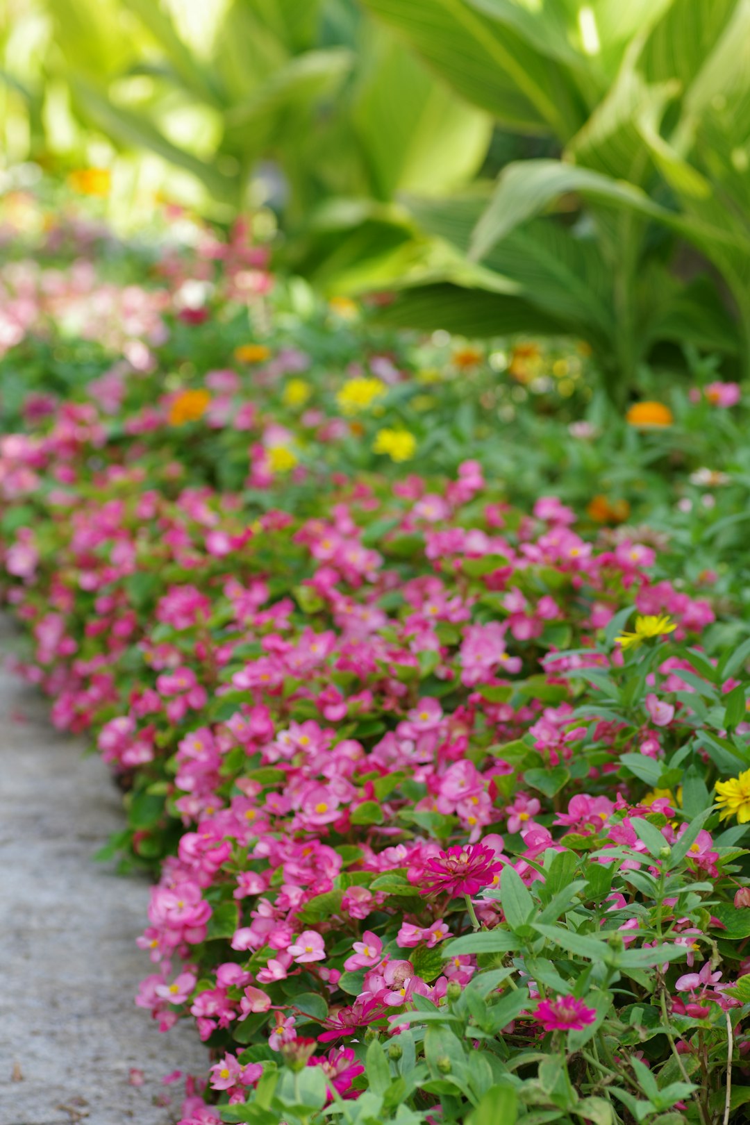 Unveiling the Secrets of Growing Swiss Chard in Your Garden