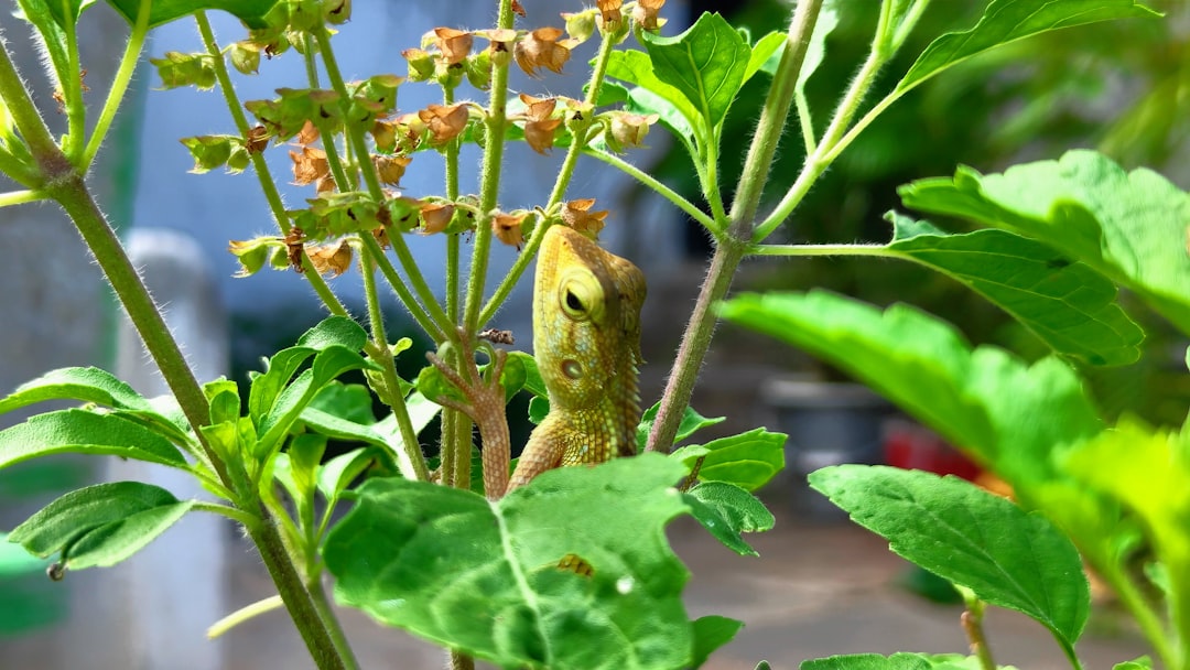 The Secret of Basil's Best Neighbors in the Garden