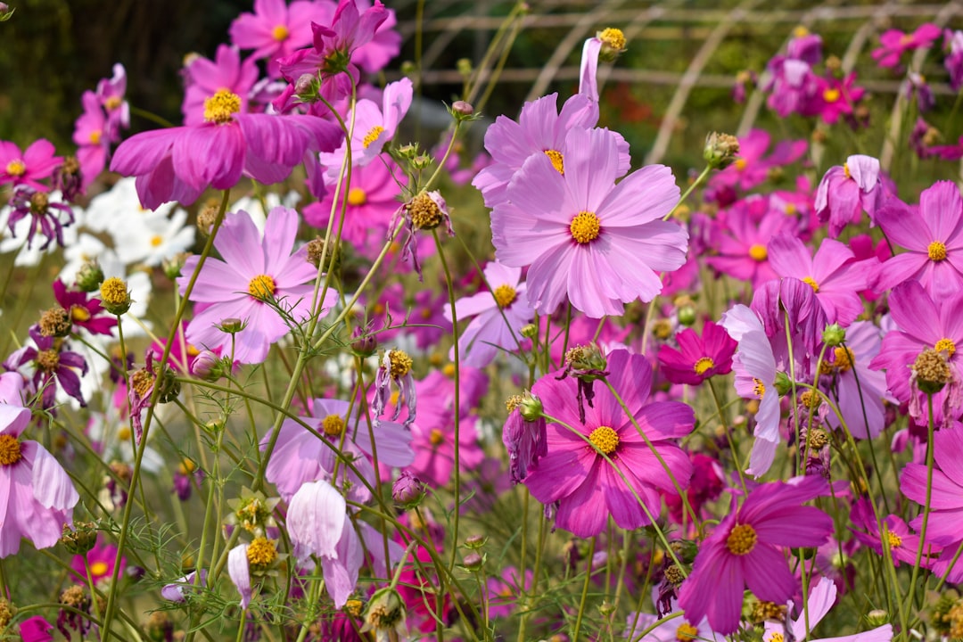 The Secret to Saving Your Browning Money Tree Leaves