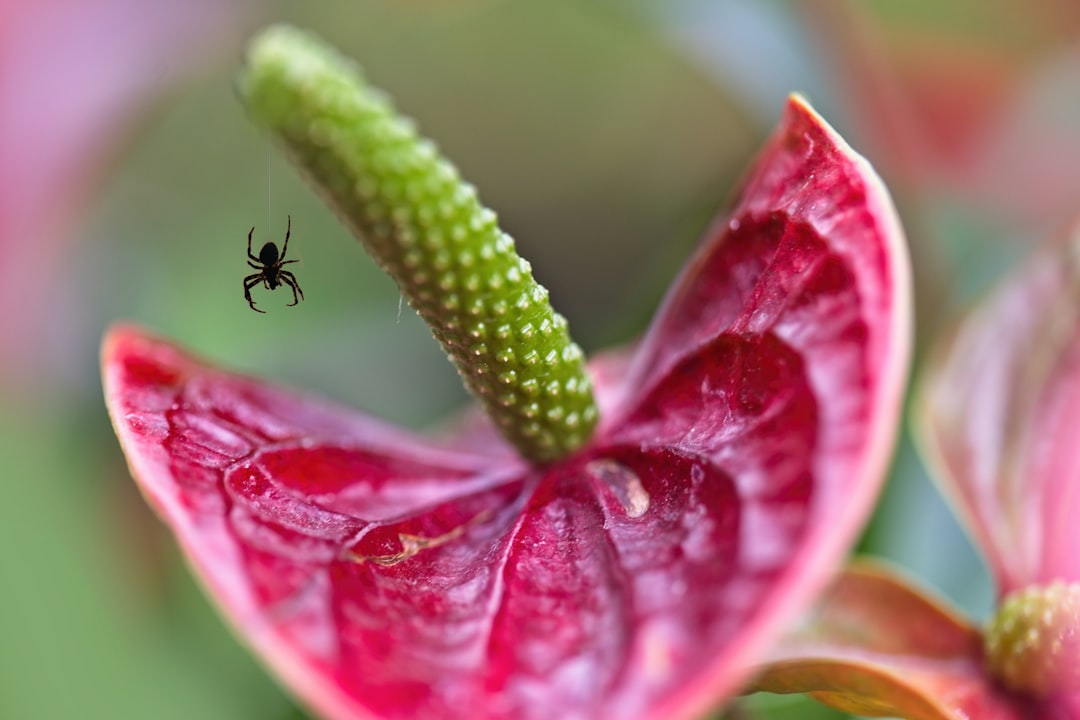 The Hidden Threat to Your Roses: Rose Rosette Disease Unveiled