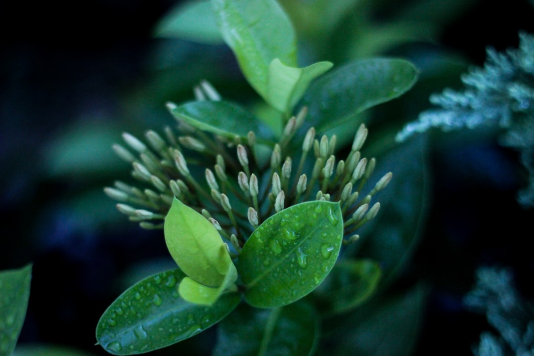Transform Your Under - Tree Space with an Effortless Woodland Garden