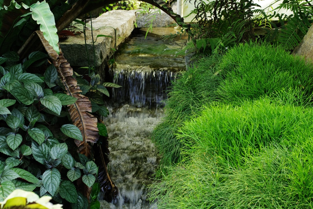 Secrets to a Bird - Free Lush Lawn