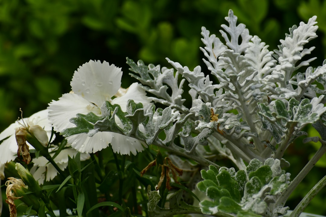 The Secret to Thriving Catnip: A Gardening Guide