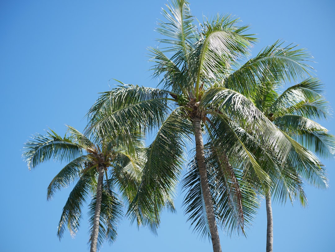 The Ever - Green Charm of Norfolk Island Pine in Your Home