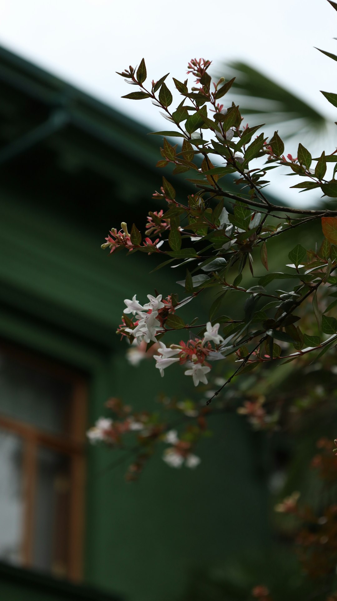 The Allure of Japanese Maple Trees in Your Yard