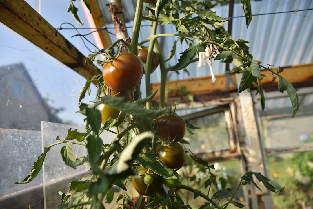 The Secret to Year - Round Indoor Spinach Harvest