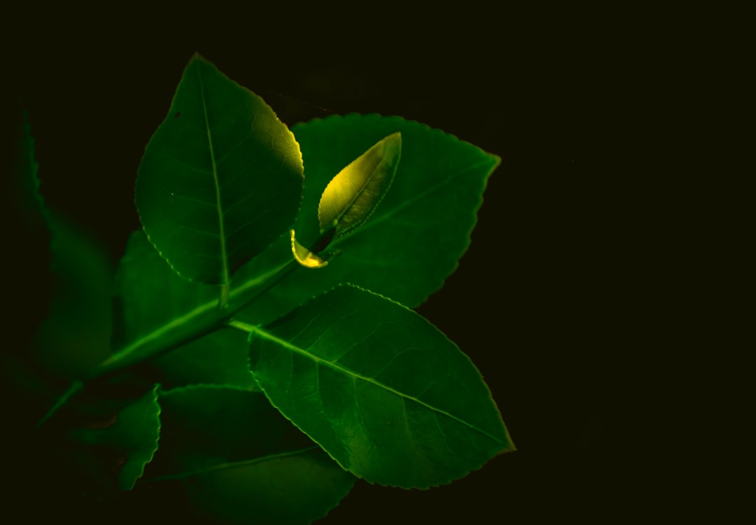 Nurturing the Green Companions: Unveiling the Secrets of Prayer Plant Care