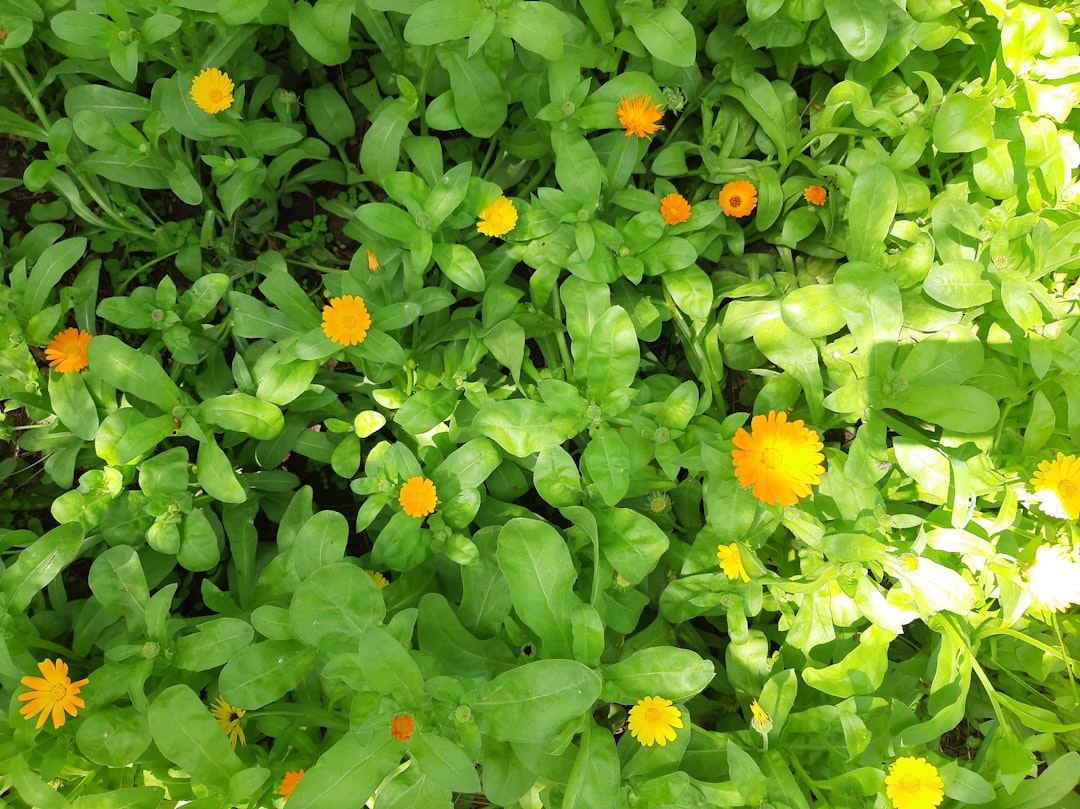Unveiling the Secrets of Thriving Houseplants: A Two - Month Journey