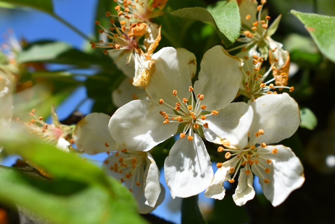 Transform Your Outdoor Spaces with Stunning Flower Pot Combinations