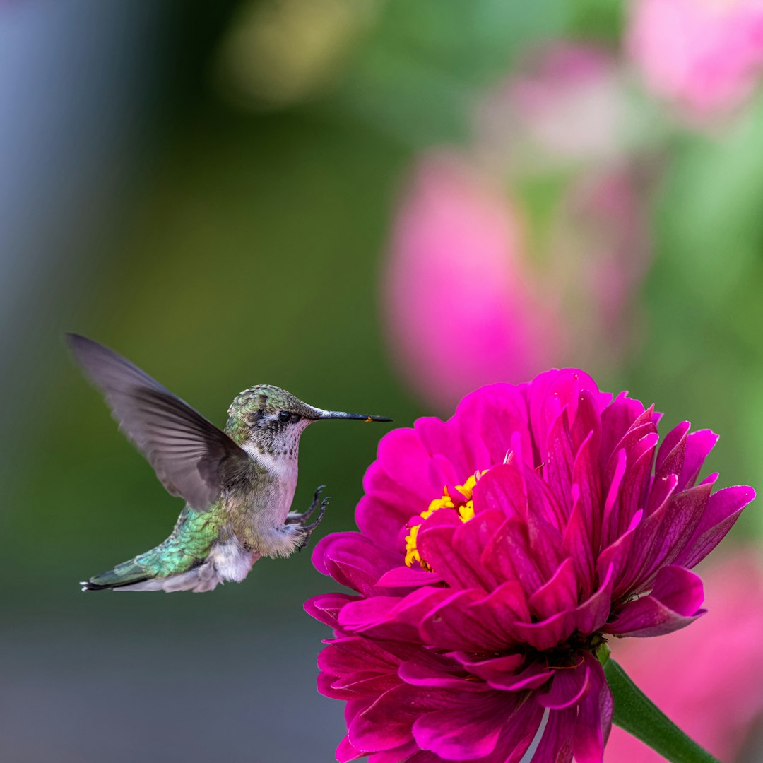 Transform Your Shaded Yard with a Colorful Oasis