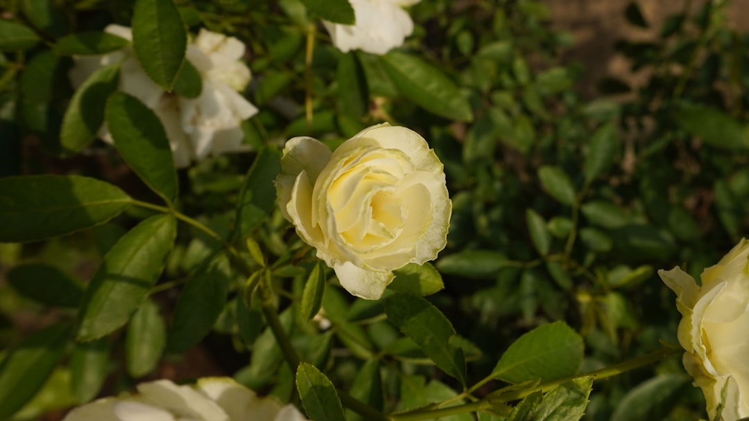 Transform Your Entryway with a Colorful Rose Oasis