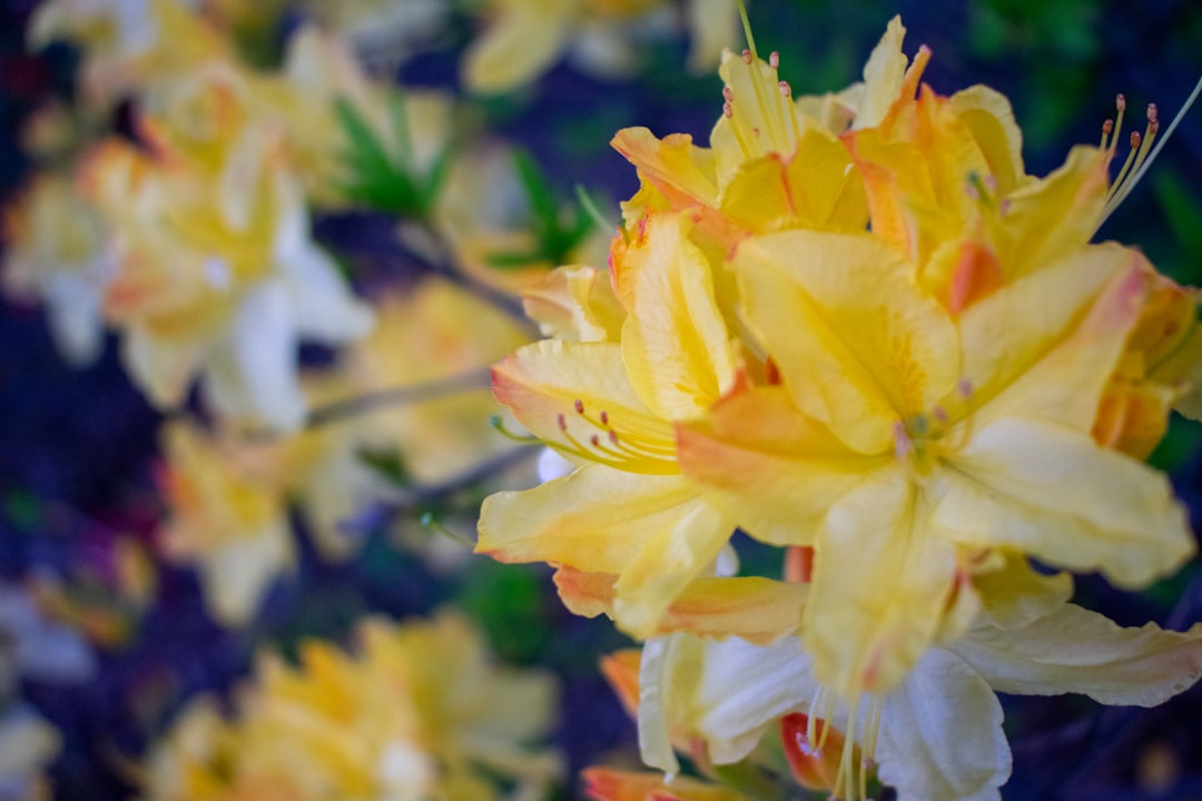 The Allure and Care of Viburnum Bushes