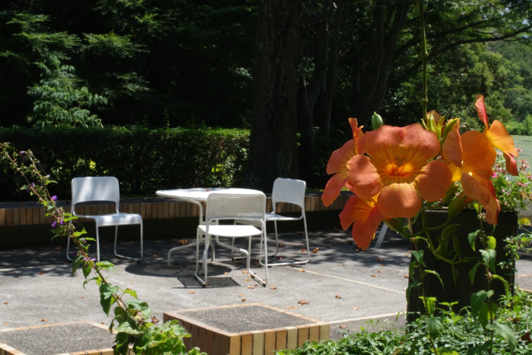 The Tropical Allure of Lavatera in Your Garden