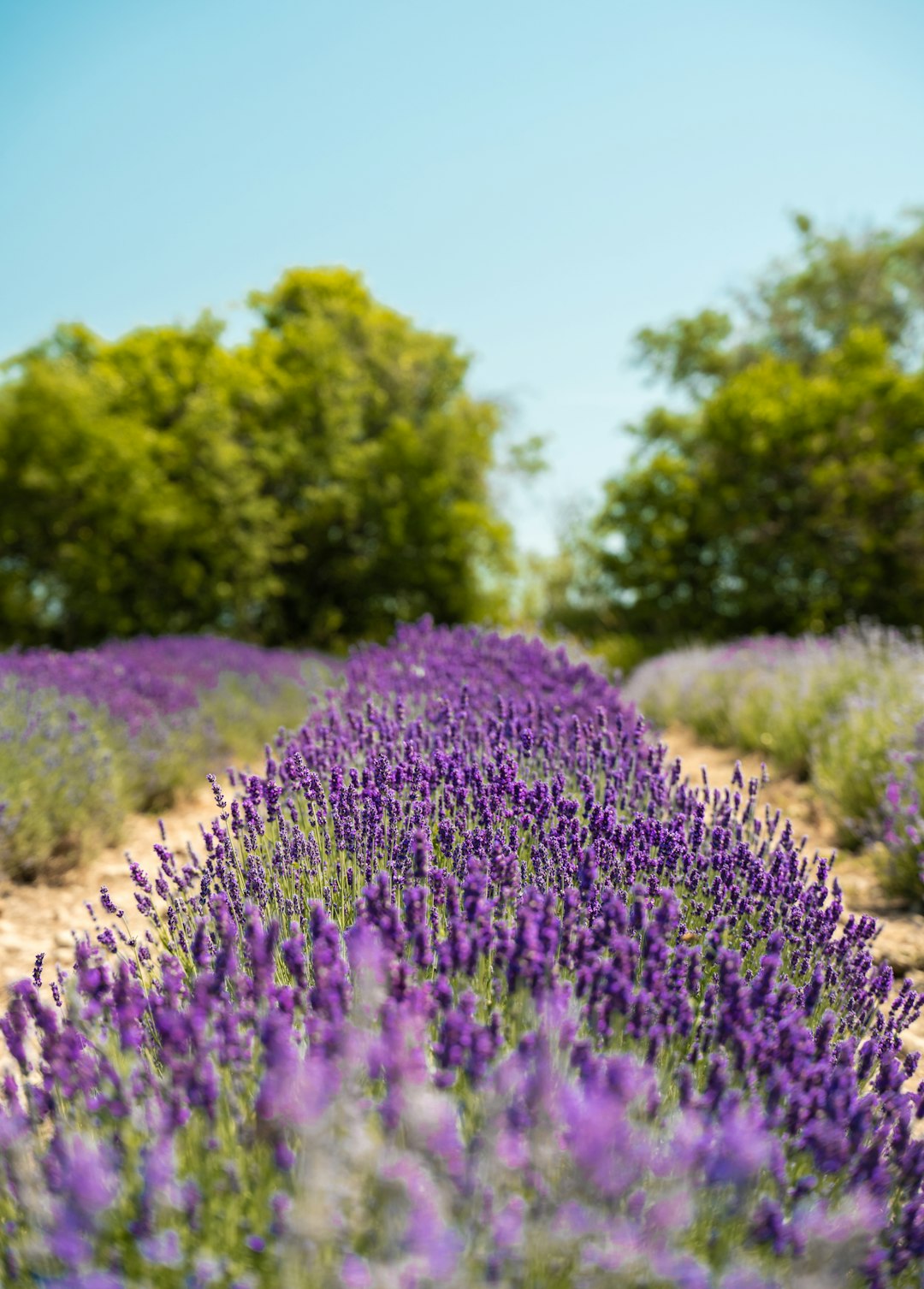 The Optimal Time to Nurture Your Roses: Spring or Fall?
