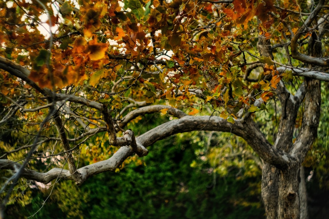The Hardy Texas Native: A Gardener's Dream in Hot Spots The Hardy Texas Native: A Gardener's Dream in Hot Spots