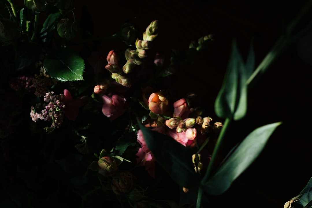 Unveiling the Secrets of Magnolia Tree Cultivation