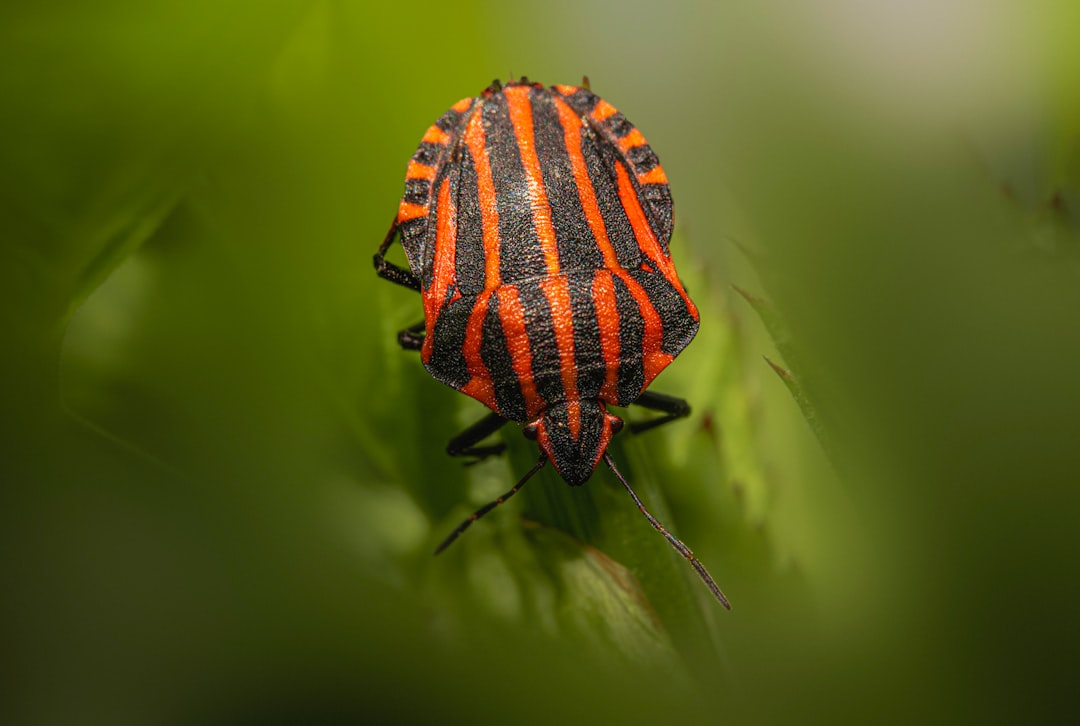 Budget - Friendly Yard Gardening Wonders