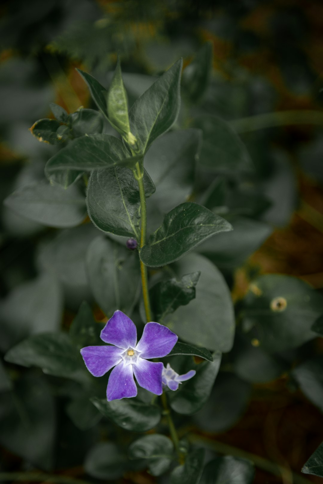 The Secret to Stunning Blue Hydrangea Blooms