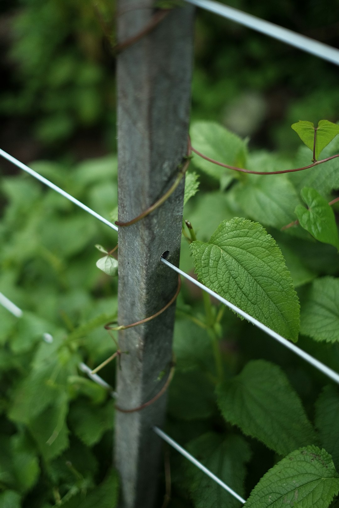 Secrets to Seedling Success: Beating Damping Off and Boosting Germination