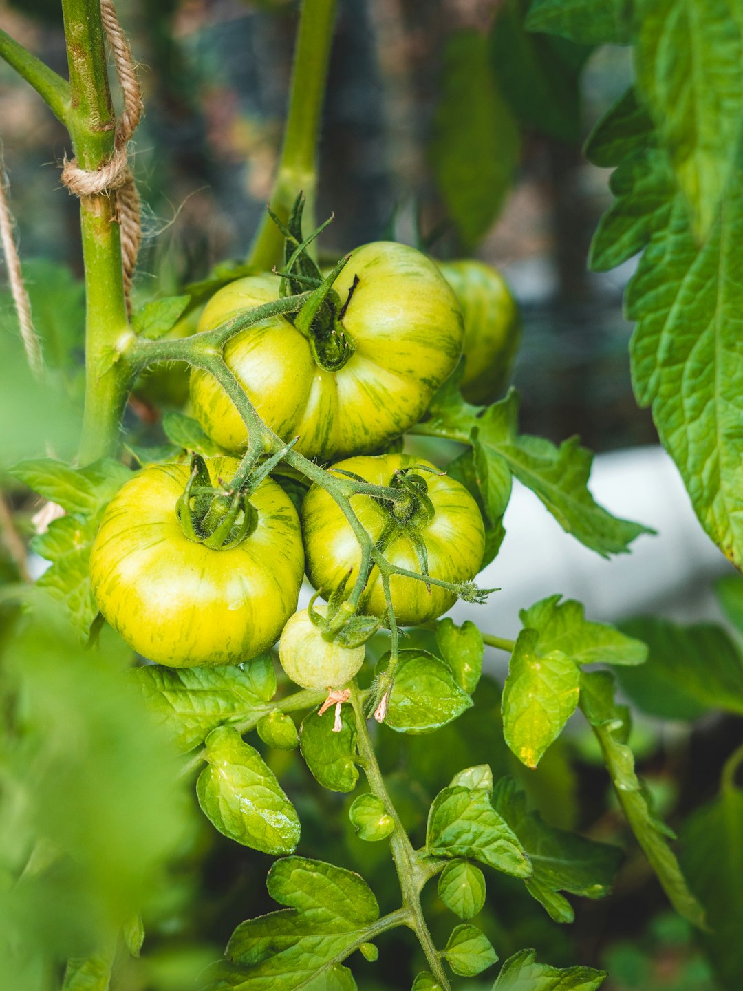 The Art of Herb Combinations in Your Garden