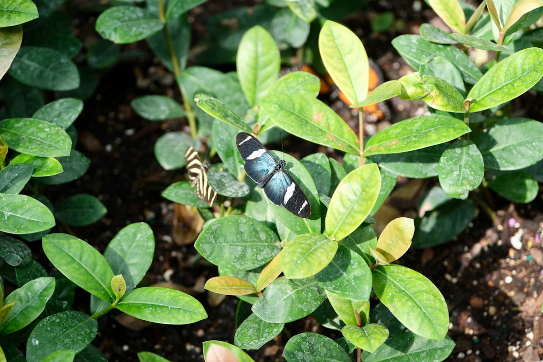 Unveiling the Hidden Champions in Mosquito - Repelling Gardening