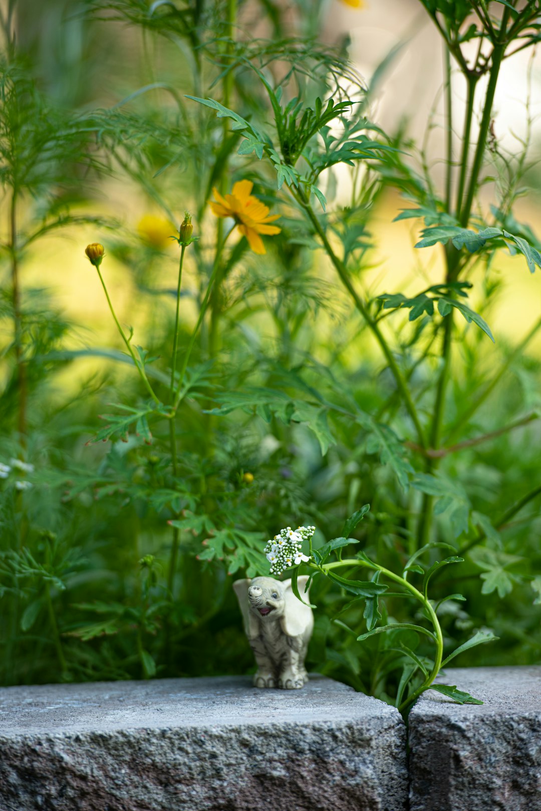 Safeguarding Your Garden and Pets: The Best Pet - Friendly Weed Control Methods