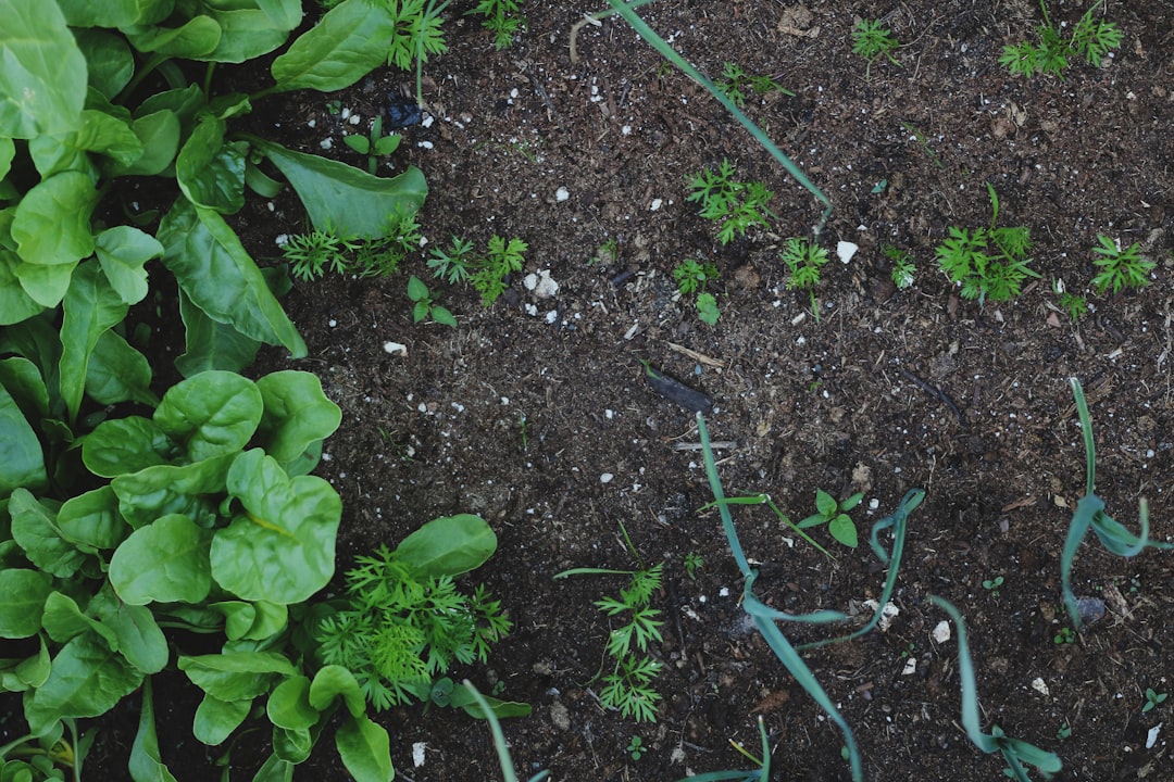 Unveiling the Secrets of Blood Meal and Bone Meal for a Thriving Yard