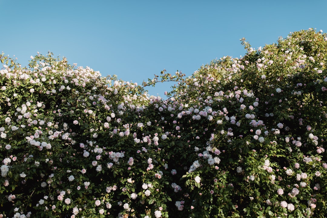Unleash the Colorful Magic in Your Garden