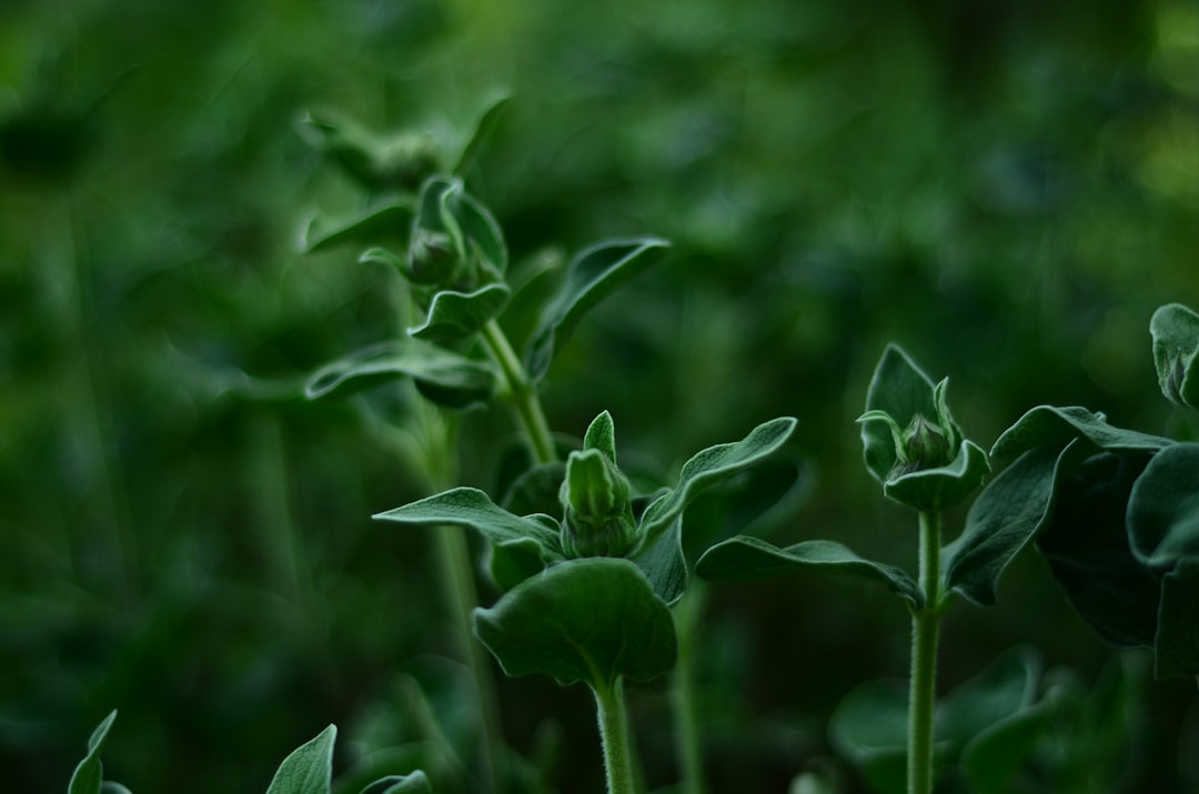 The Secret to a Thriving Yard on a Budget