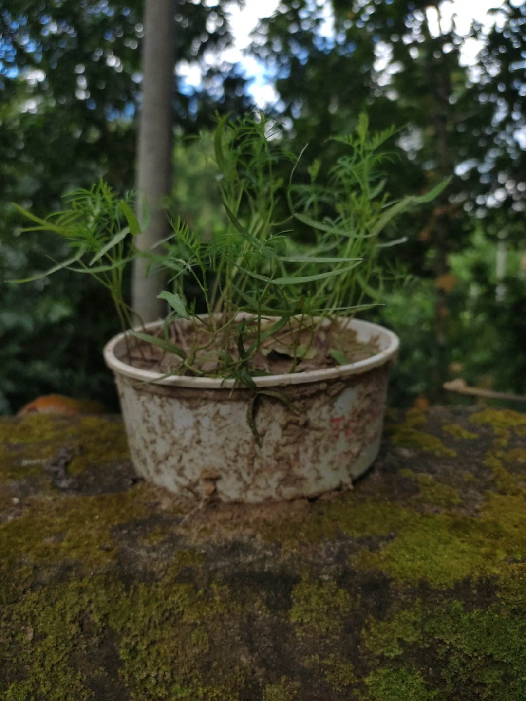 The Art of Staking Citrus Trees for a Thriving Garden