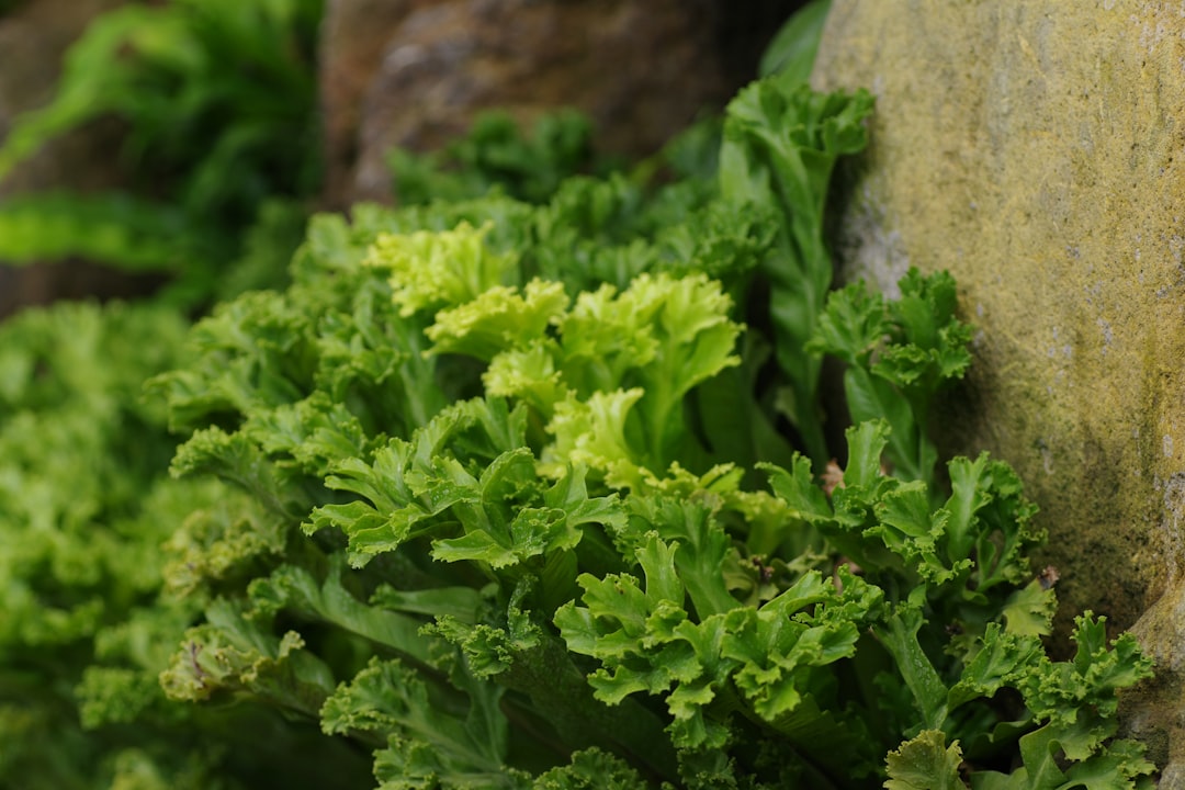 Unleashing the Flavor: A Guide to Harvesting Culinary Sage