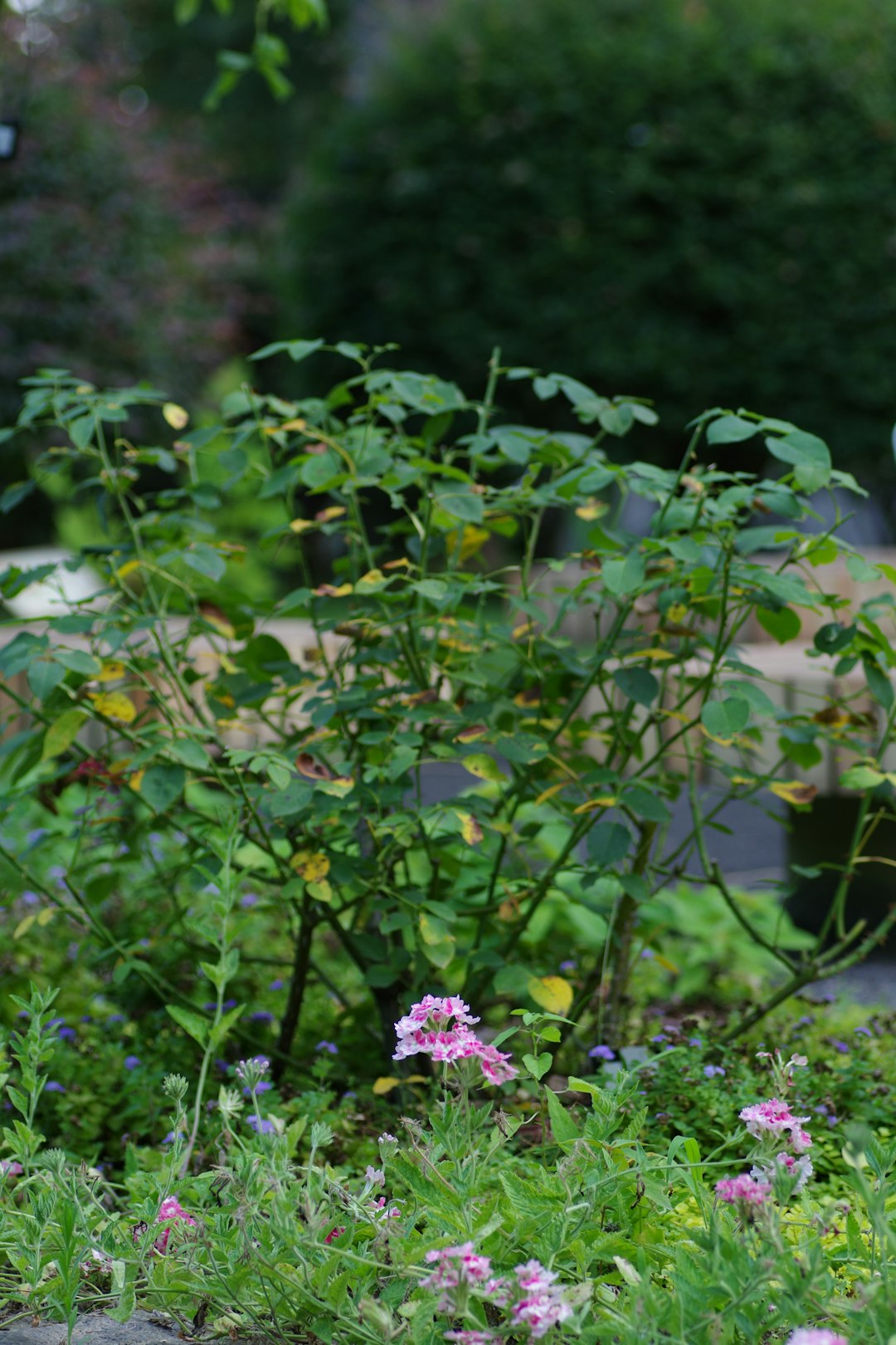 The Magic of Straw in Your Vegetable Garden
