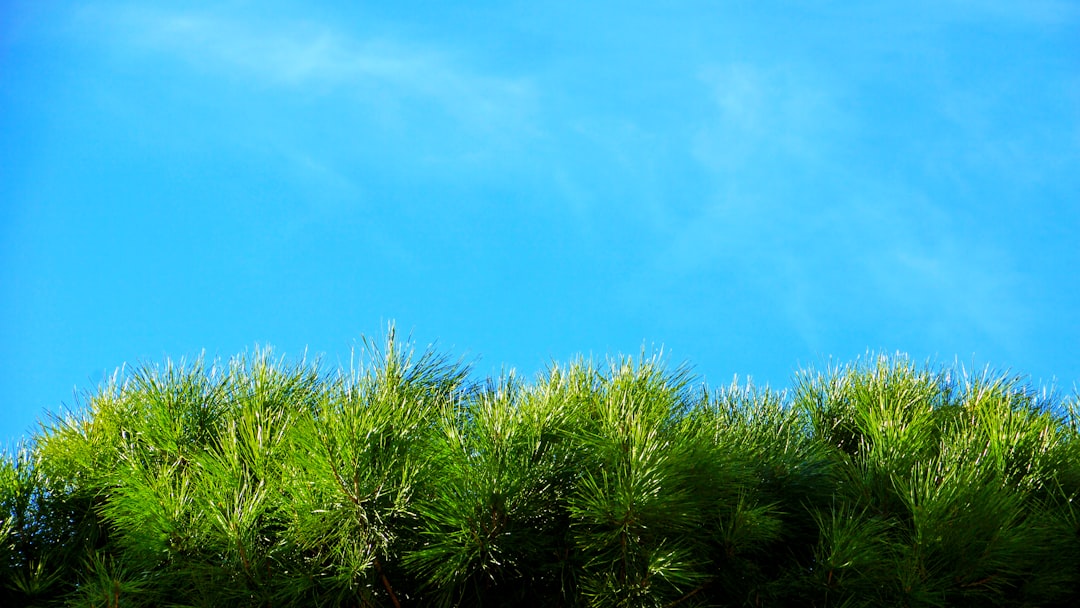 Reviving Your Monstera: Solving the Yellow Leaf Mystery