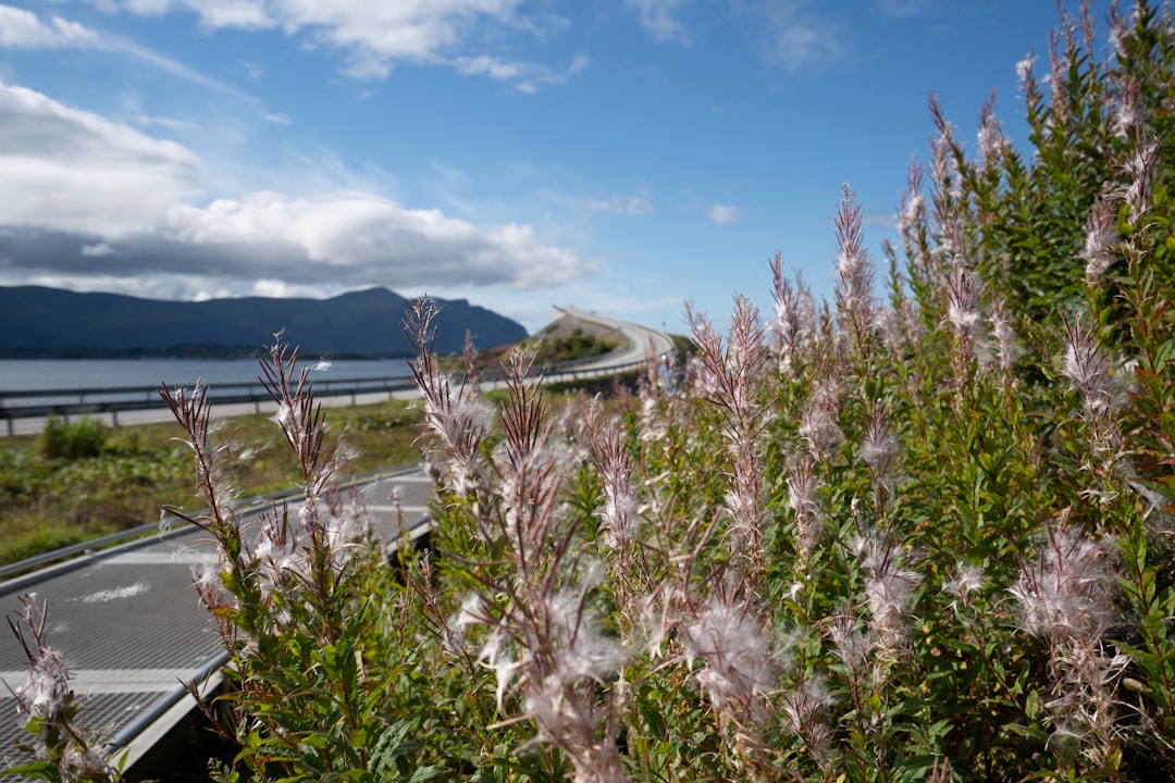 Texas Garden Gems: Thriving in South - Central Climates