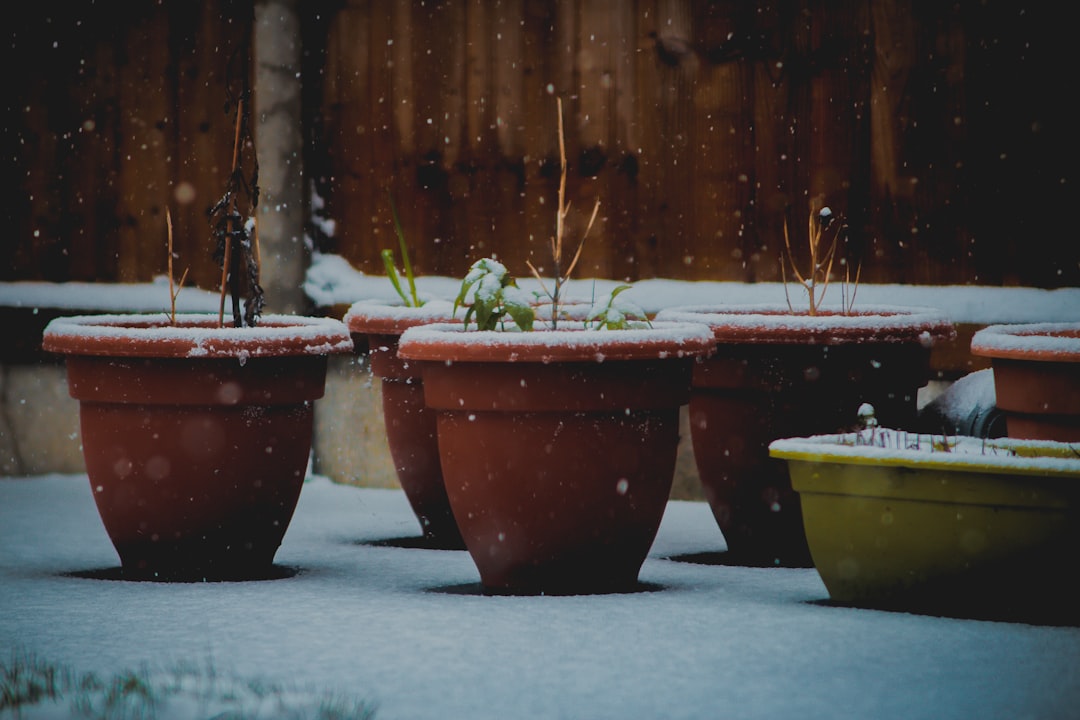 Pre - Winter Lawn Nourishment: The Key to a Thriving Yard