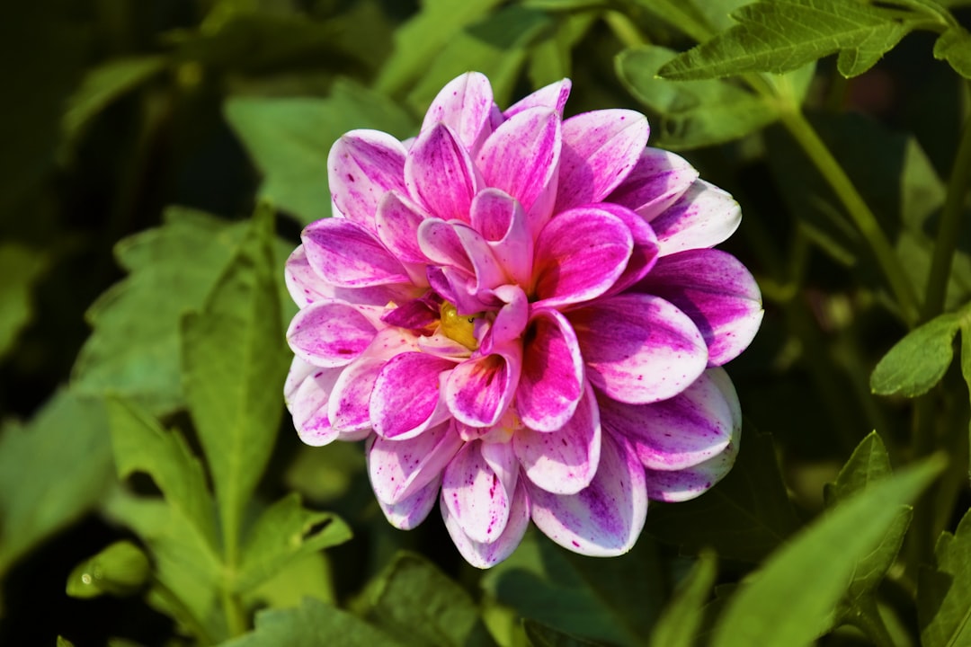 Reclaiming Your Garden from Unwanted Intruders