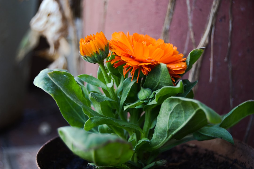 The Secret to Keeping Your Blooms Fresh: Cold or Room - Temperature Water