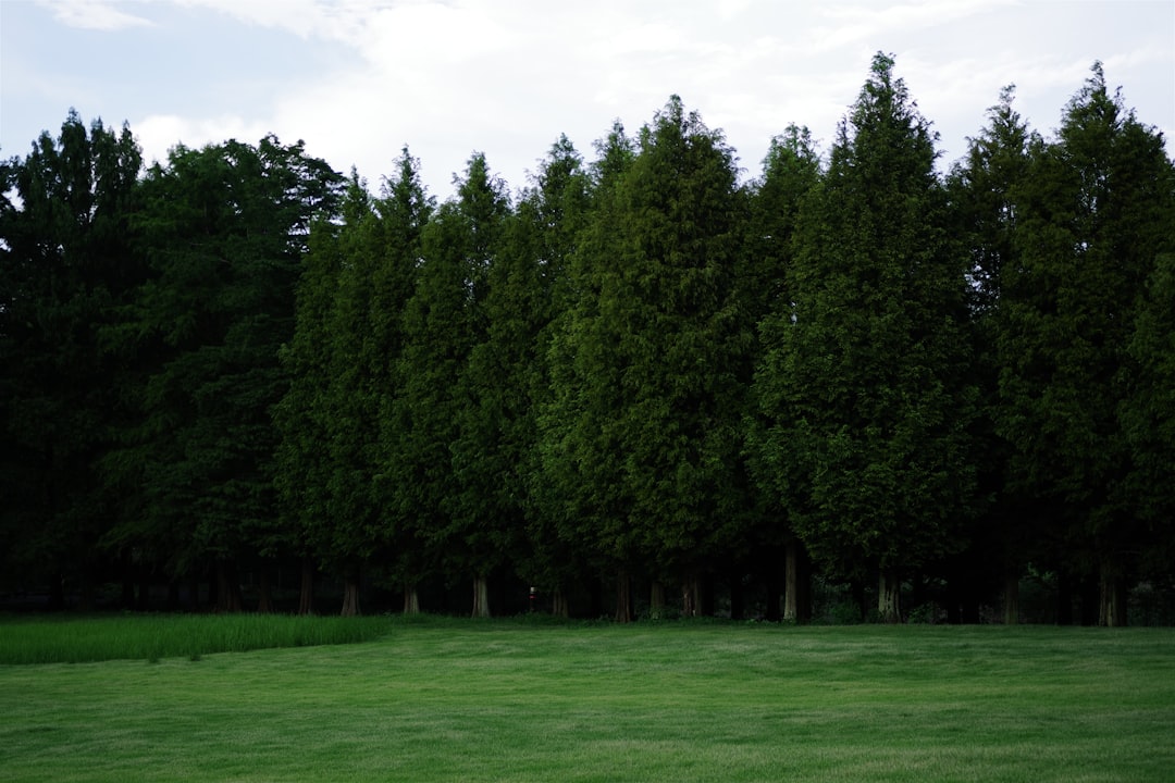 Unveiling the Perfect Front - Yard Trees: A Comprehensive Guide