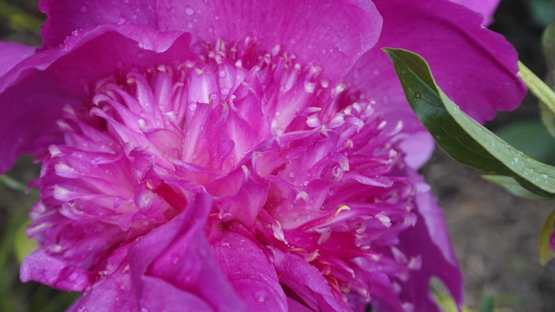The Secret Weapons in Your Kitchen for a Thriving Yard