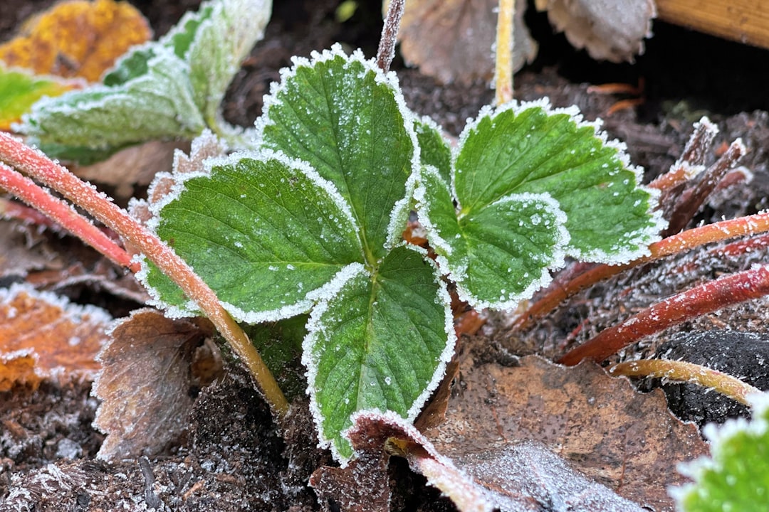 Transforming Fall Decor into a Thrifty Garden Oasis