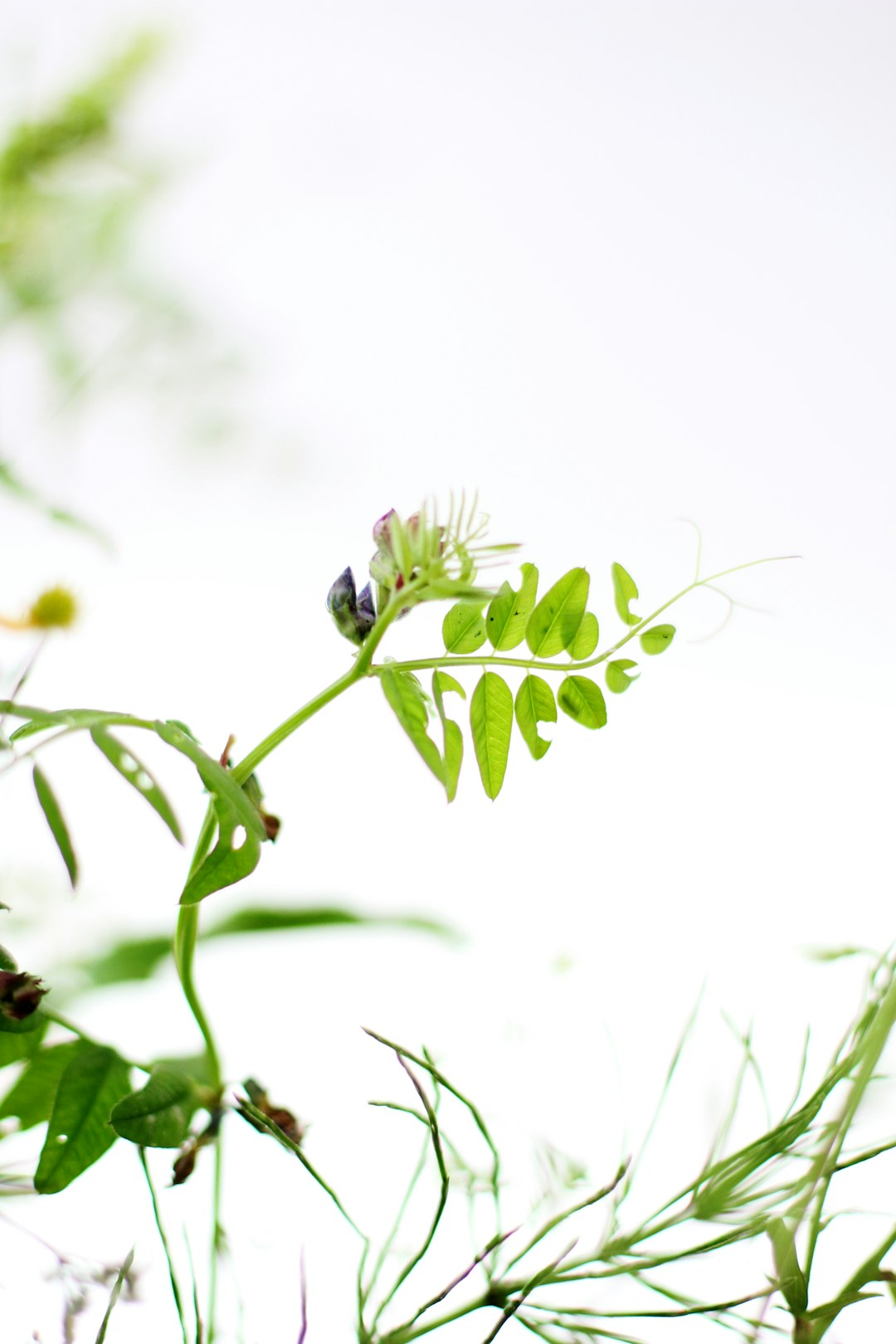 Tick - Free Yard: Natural Solutions and Bite Prevention