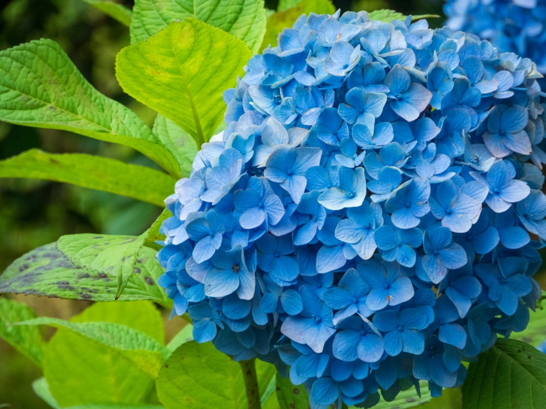 Fragrant Wonders for Your Patio: Container Gardening Delights