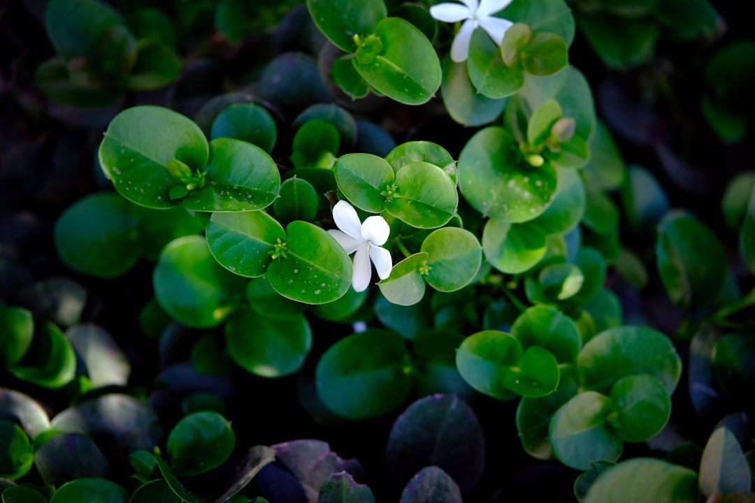 The Hidden Gems of Your Garden: Small Trees