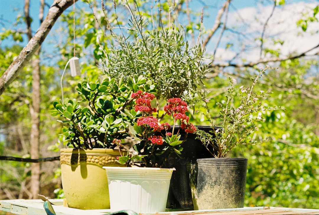 Transform Your Corner with Ornamental Grasses