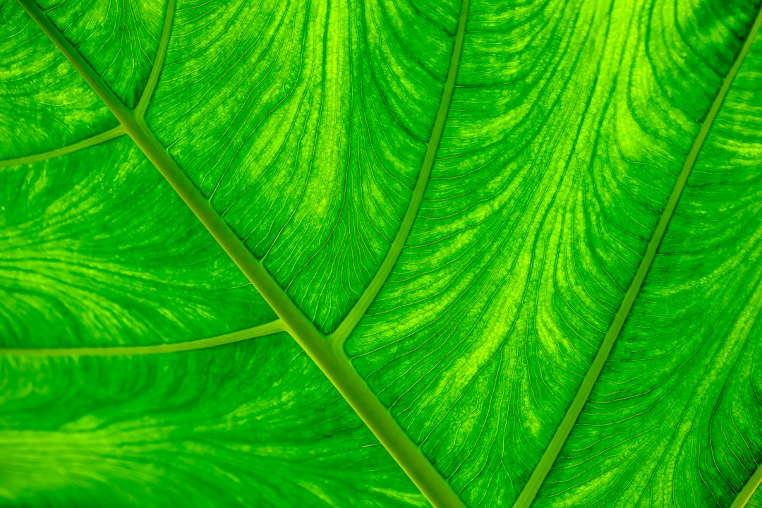 Unleash the Tropical Magic: Cultivating Foxtail Palms
