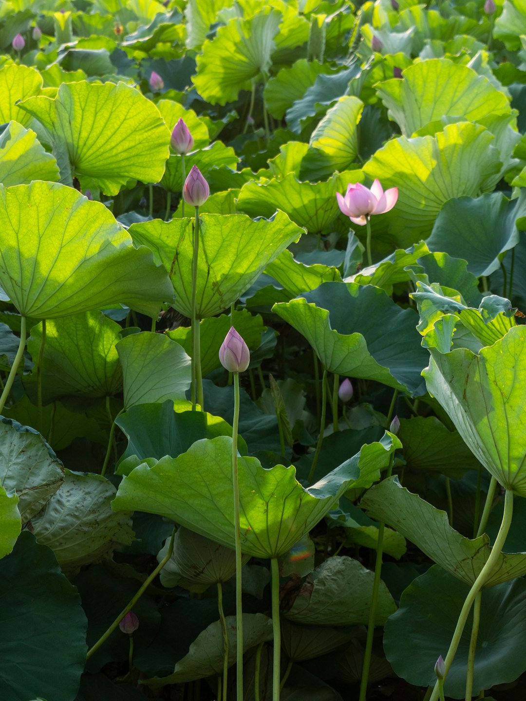 The Secret to a Lush Lawn: Thatch Management