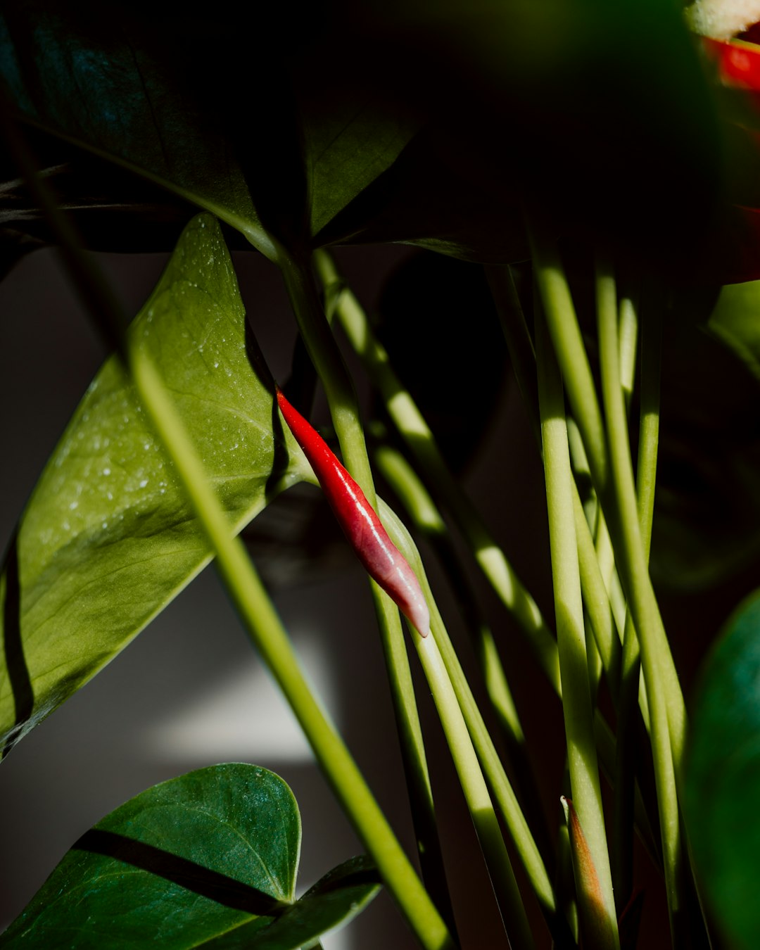 Unleash the Potential of Your Garden with Green Onions