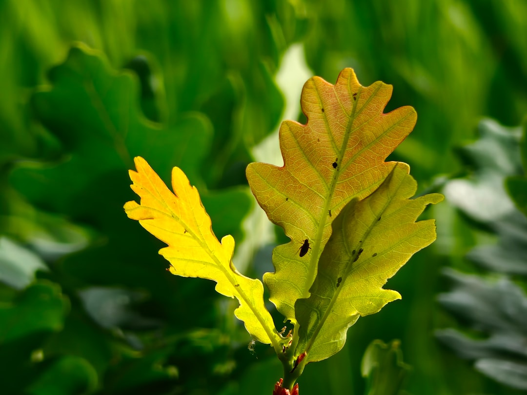 Elevating Rooftop Gardens: The Resilient Plants That Thrive Against the Odds