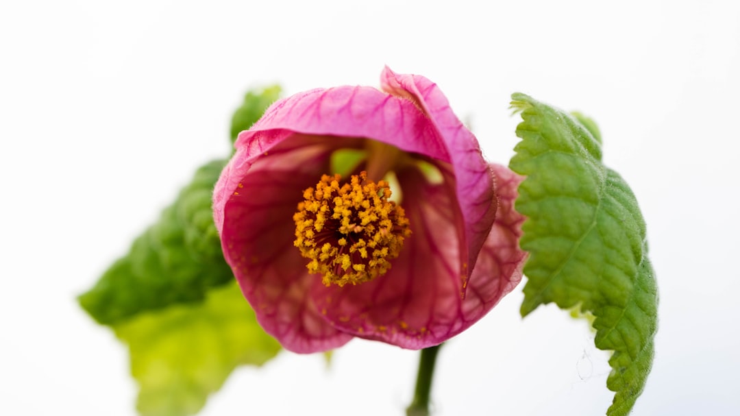 The Secret to a Blossoming Yard: Pruning Wisdom