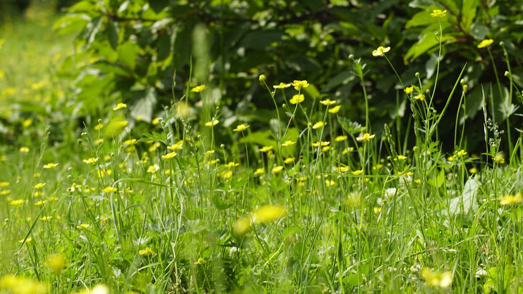 Unveiling the Ideal Lilies for Your Landscape